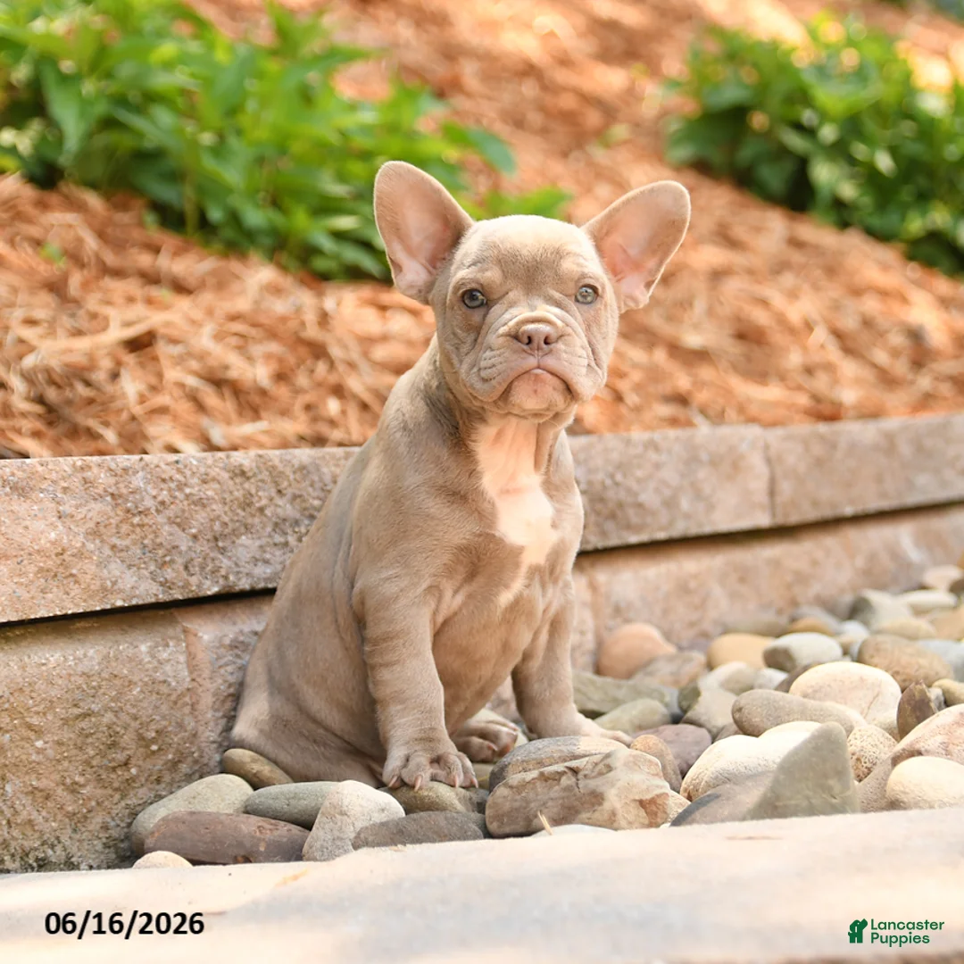 Frenchton dogs for sale: Zeke - Ad 3
