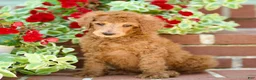 Standard Poodle dogs for sale: Mason - Ad 2