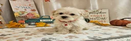 Maltipoo dogs for sale: Carlo Lynne - Ad 2