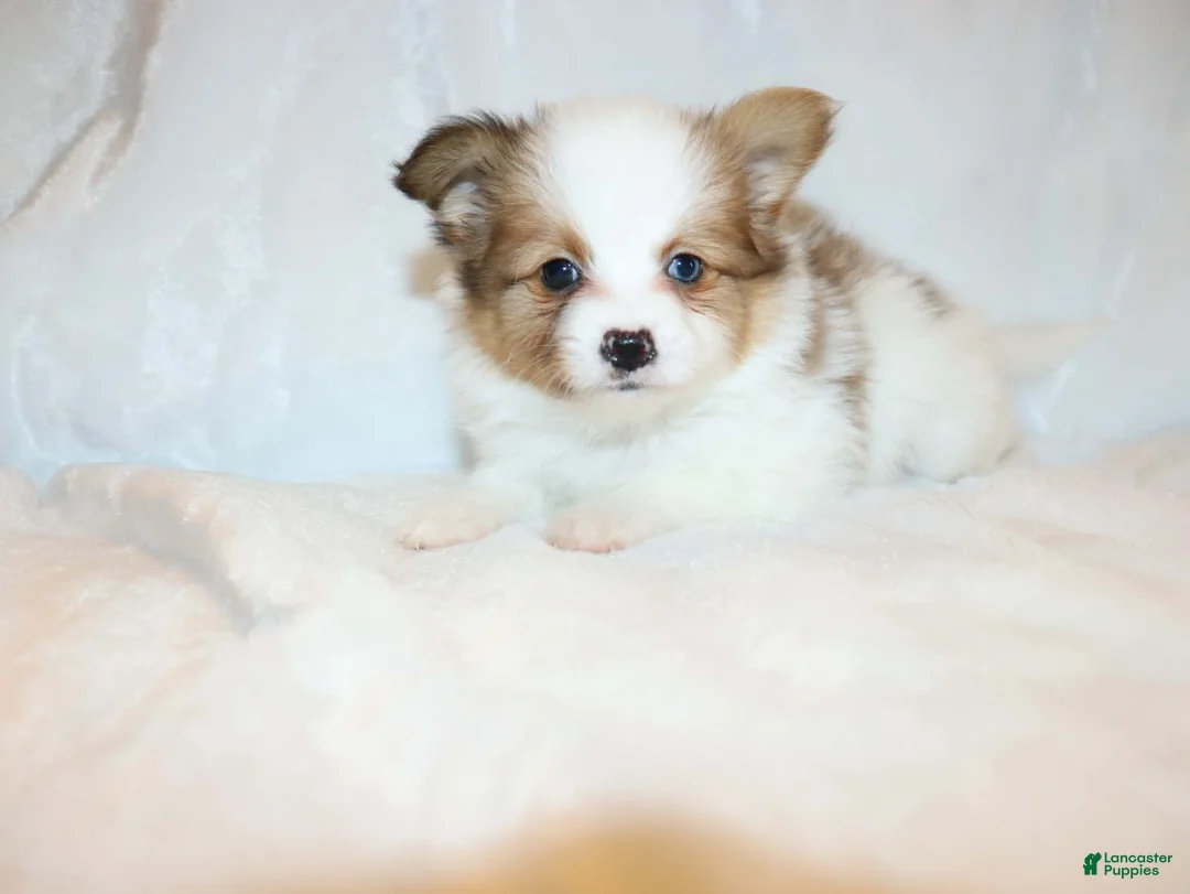 Papillon dogs for sale: Blue boy(Sunny) - Ad 10