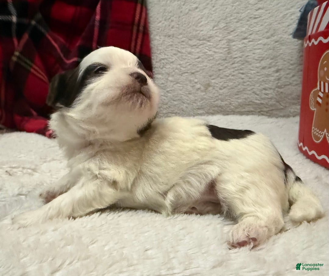 Shihpoo dogs for sale: Oliver  - Ad 16