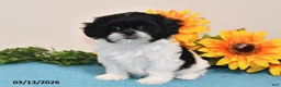 Shih Tzu dogs for sale: Rain - Ad 4