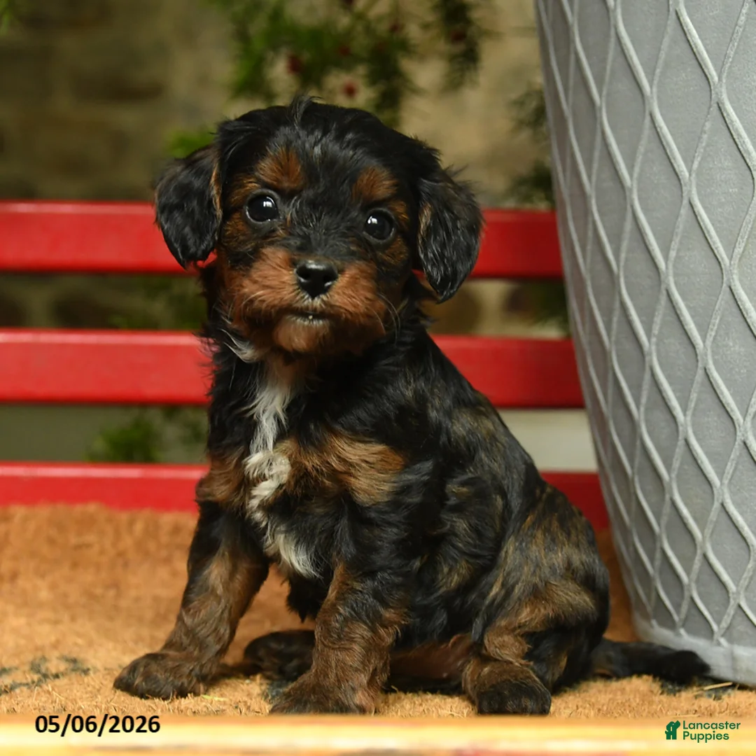 Cavapoo dogs for sale: Mandy - Ad 1
