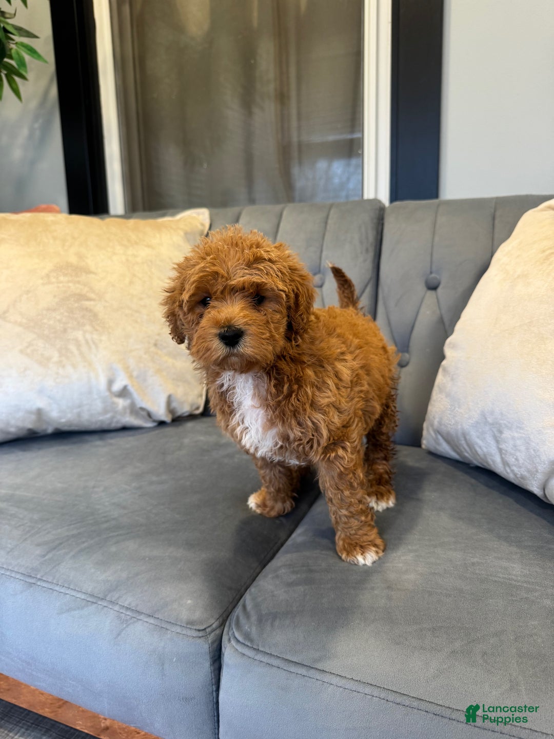 Mini Goldendoodle dogs for sale: Mini Goldendoodle Puppy 2 - Ad 3