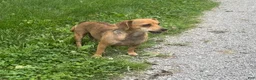 Mixed Breed dogs for sale: Benny - Ad 7