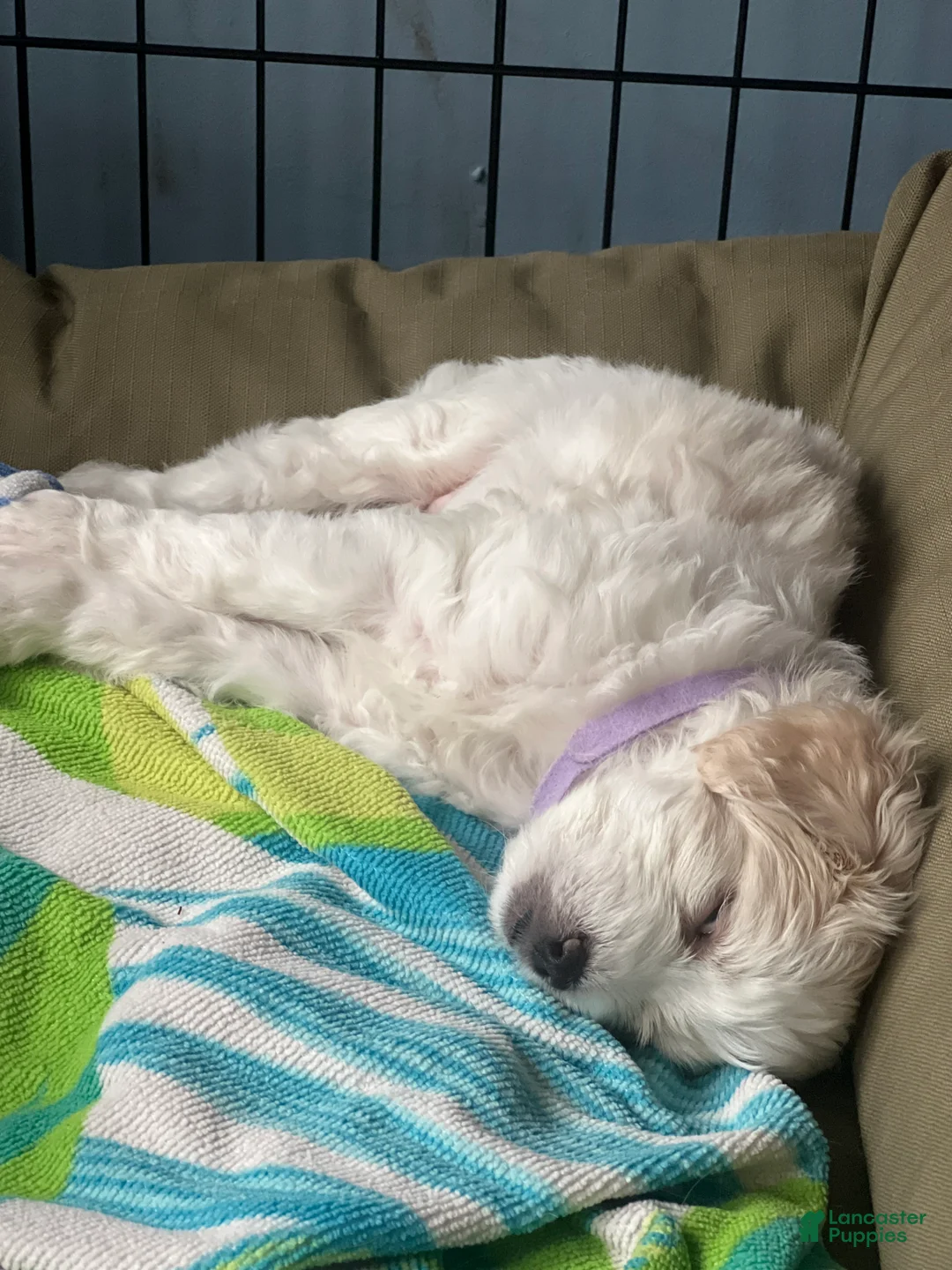 Mixed Breed dogs for sale: Violet - Ad 4