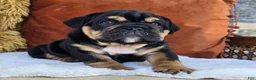 English Bulldog dogs for sale: Vader - Ad 3