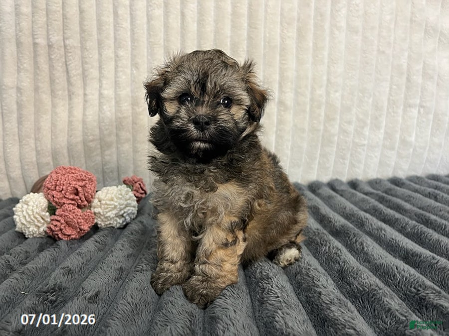 Havapoo dogs for sale: Captain - Ad 1