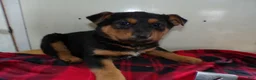 German Shepherd dogs for sale: German Shepherd Puppy 4 Ezra - Ad 2