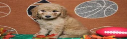 Goldendoodle dogs for sale: Meatball - Ad 11