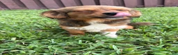 Mixed Breed dogs for sale: Mixed Breed 2 - Ad 2