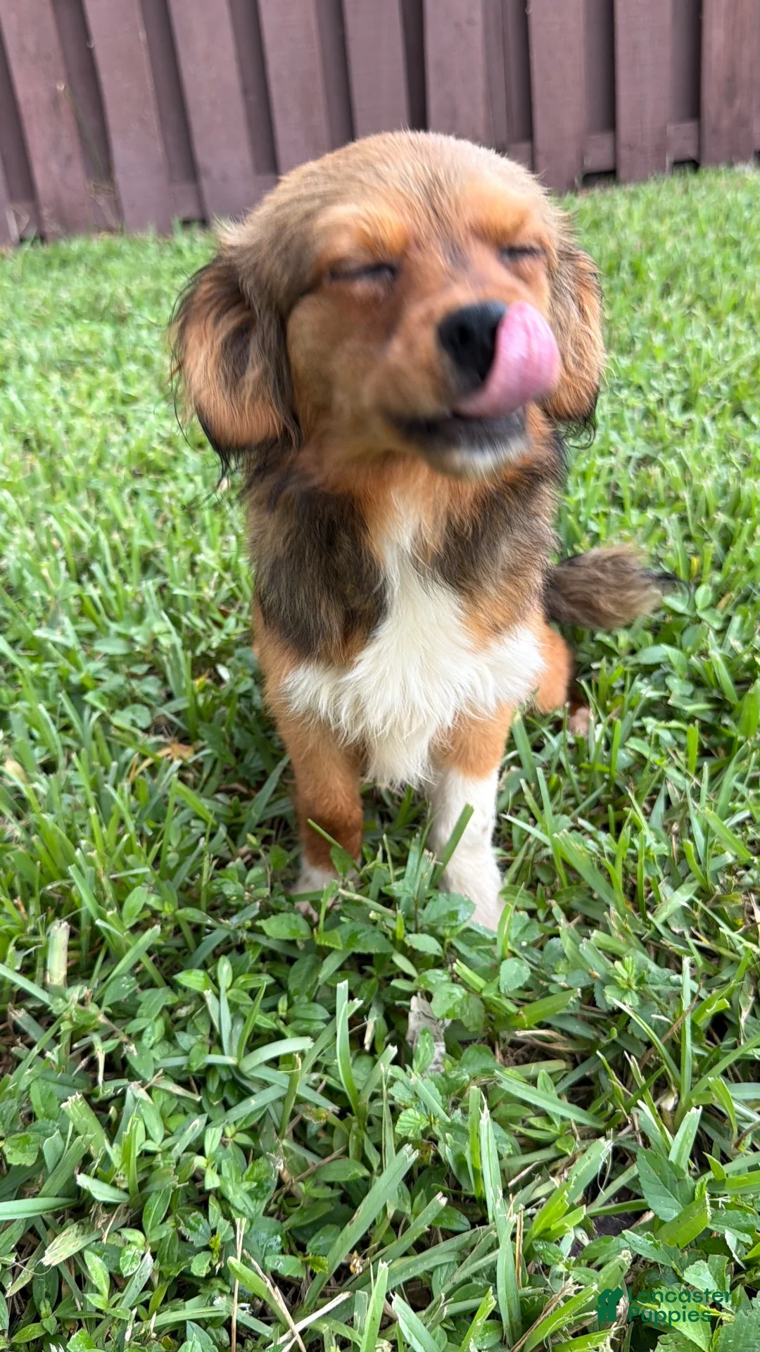 Mixed Breed dogs for sale: Mixed Breed 2 - Ad 2