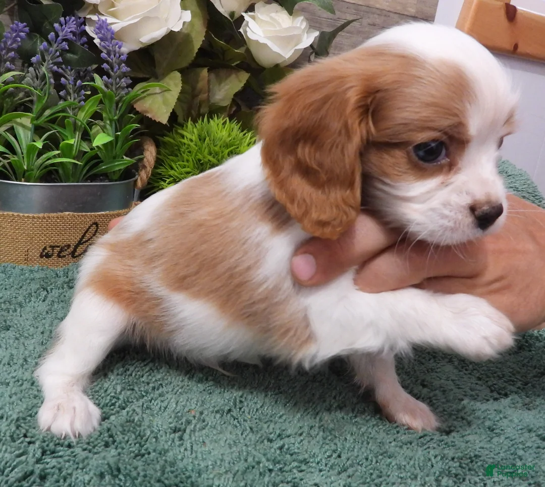 Cavalier King Charles Spaniel dogs for sale: Cavalier King Charles Spaniel Puppy 1 - Ad 2