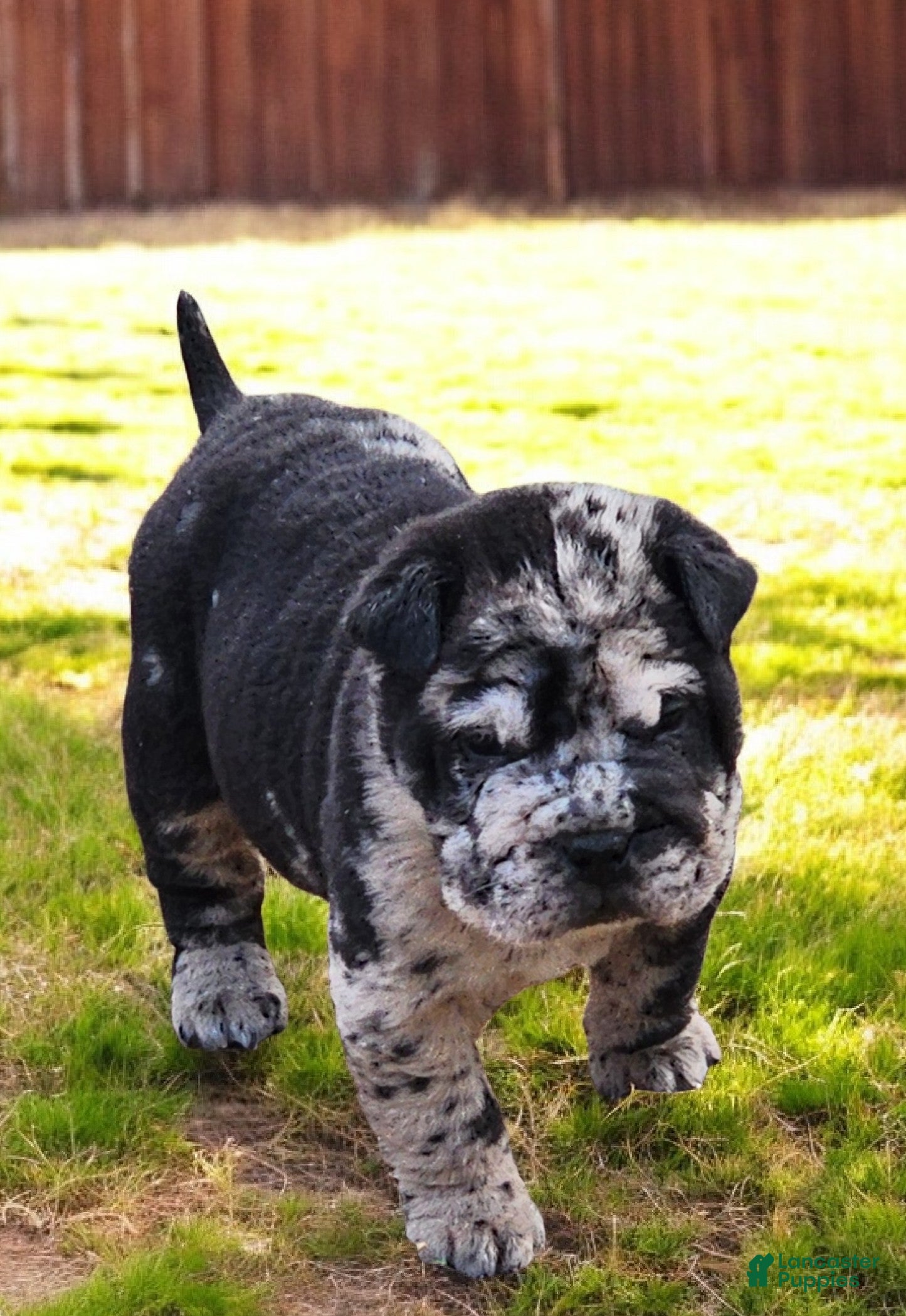 Shar Pei dogs Magic Mike merle mini - Ad 33