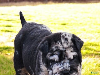 Shar Pei dogs Magic Mike merle mini - Ad 33