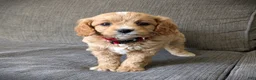 Cavapoo dogs for sale: Sunshine - Ad 2