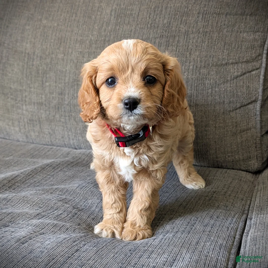 Cavapoo dogs for sale: Sunshine - Ad 2