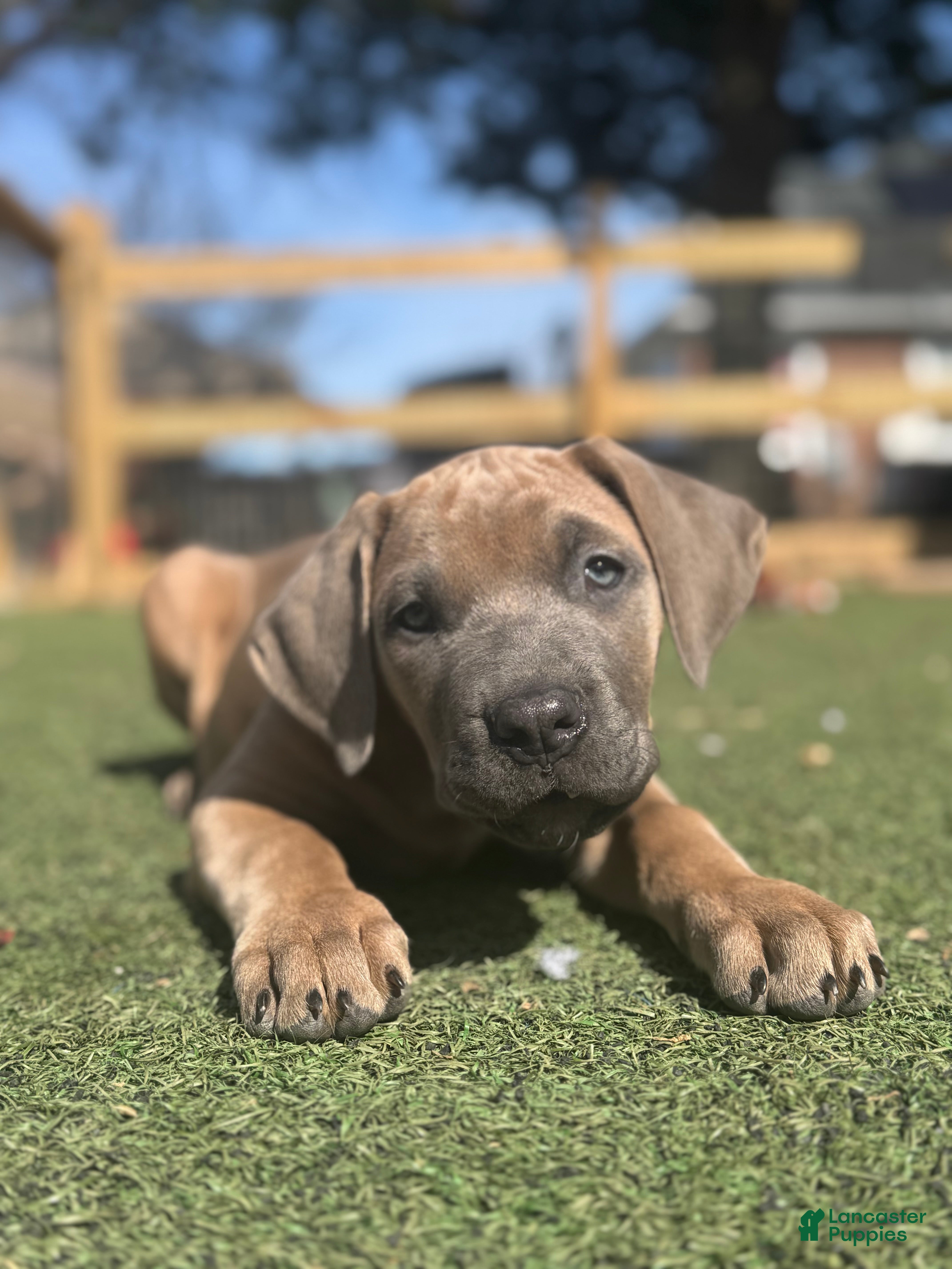 Cane Corso dogs Capri - Ad 1