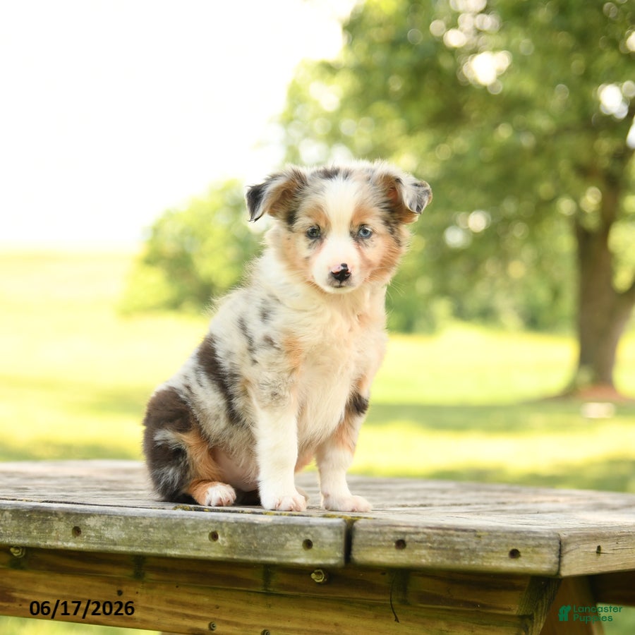 Miniature Australian Shepherd dogs Ranger - Ad 2