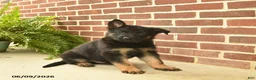 German Shepherd dogs for sale: Bennet - Ad 3