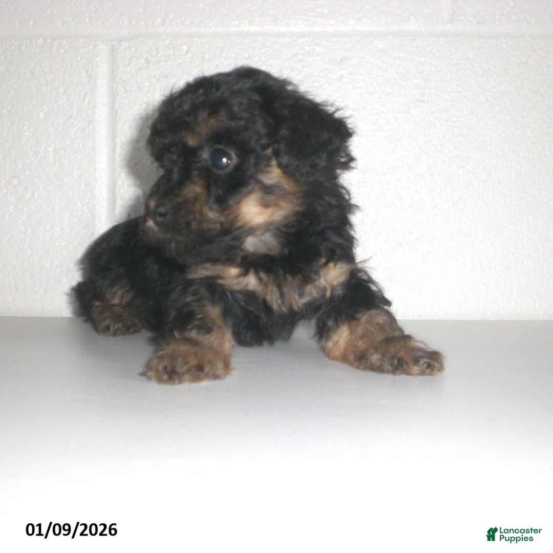 Yorkiepoo dogs for sale: Abby - Ad 17