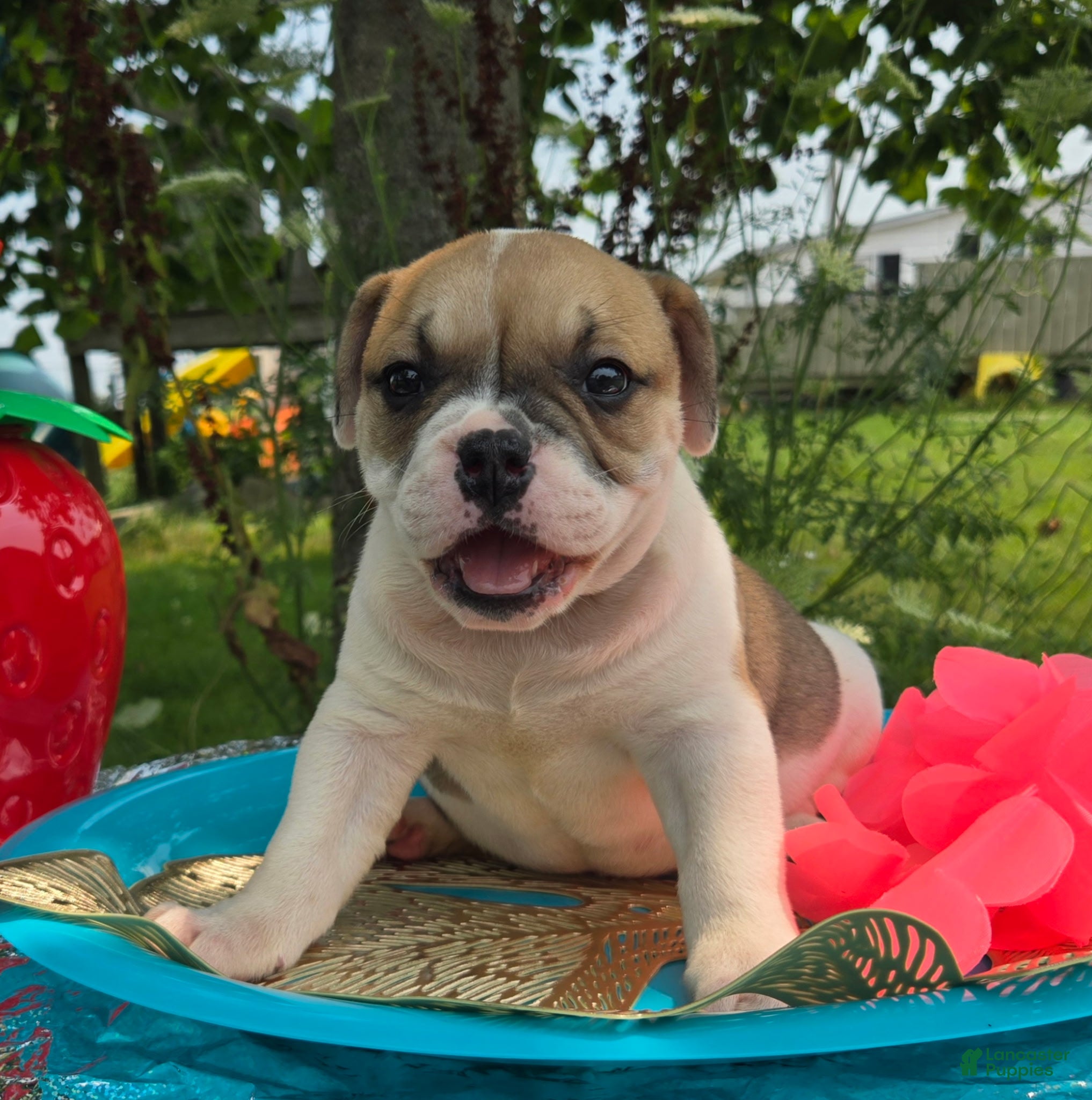 Olde English Bulldogge dogs Irene - Ad 1