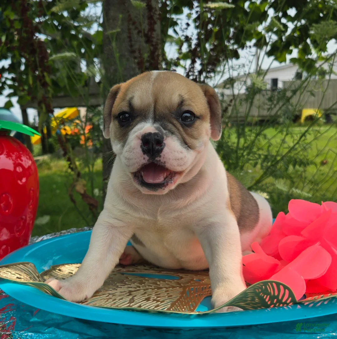 Olde English Bulldogge dogs for sale: Irene - Ad 1