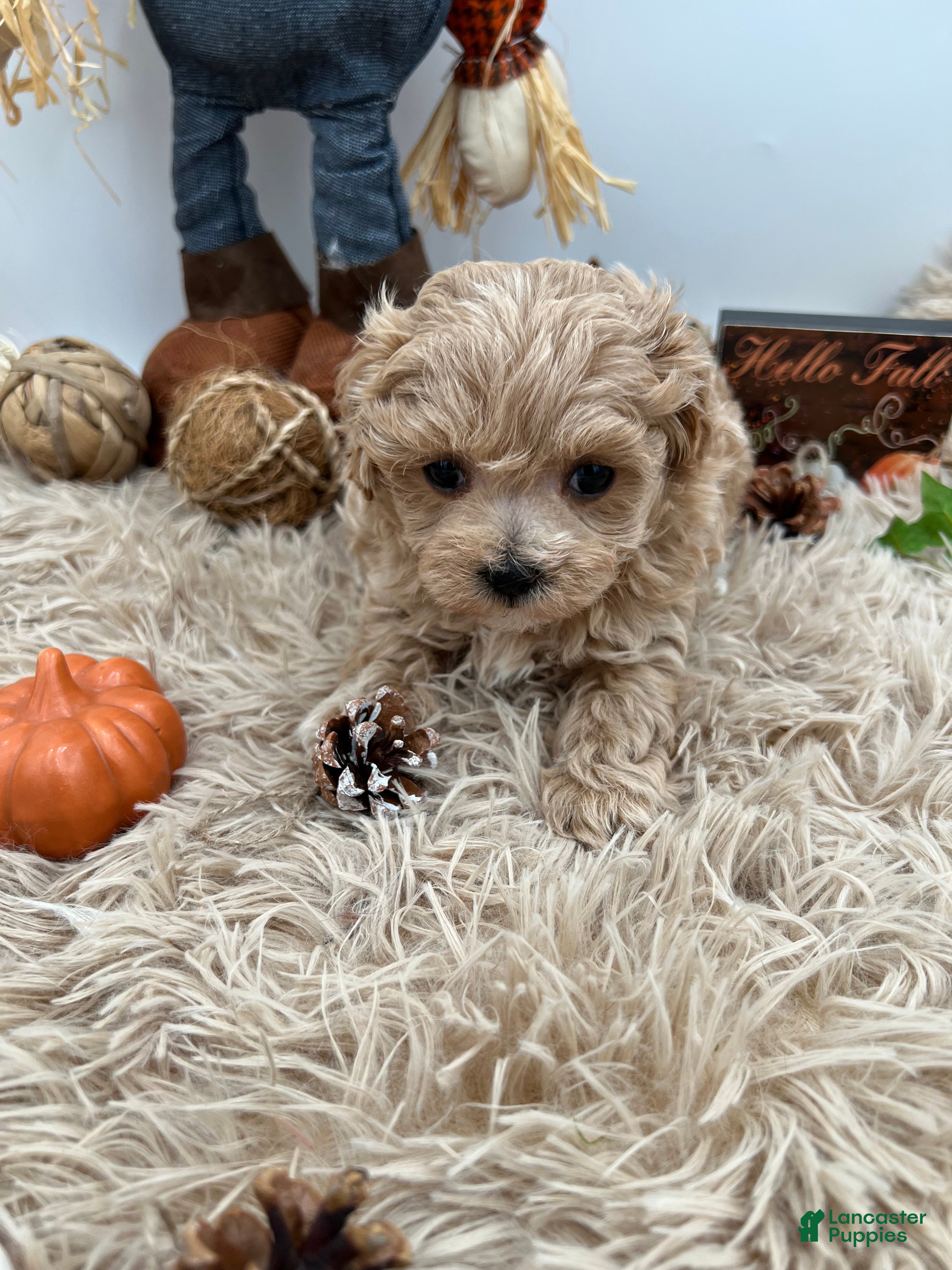 Maltipoo dogs Ying-The tiny Chinese Maltipoo - Ad 2