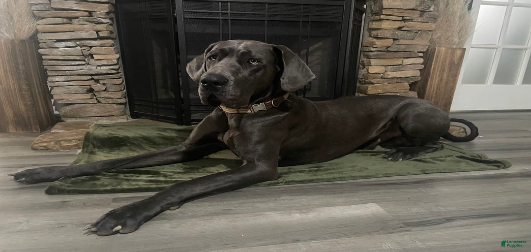 Gallery Image {{count}}