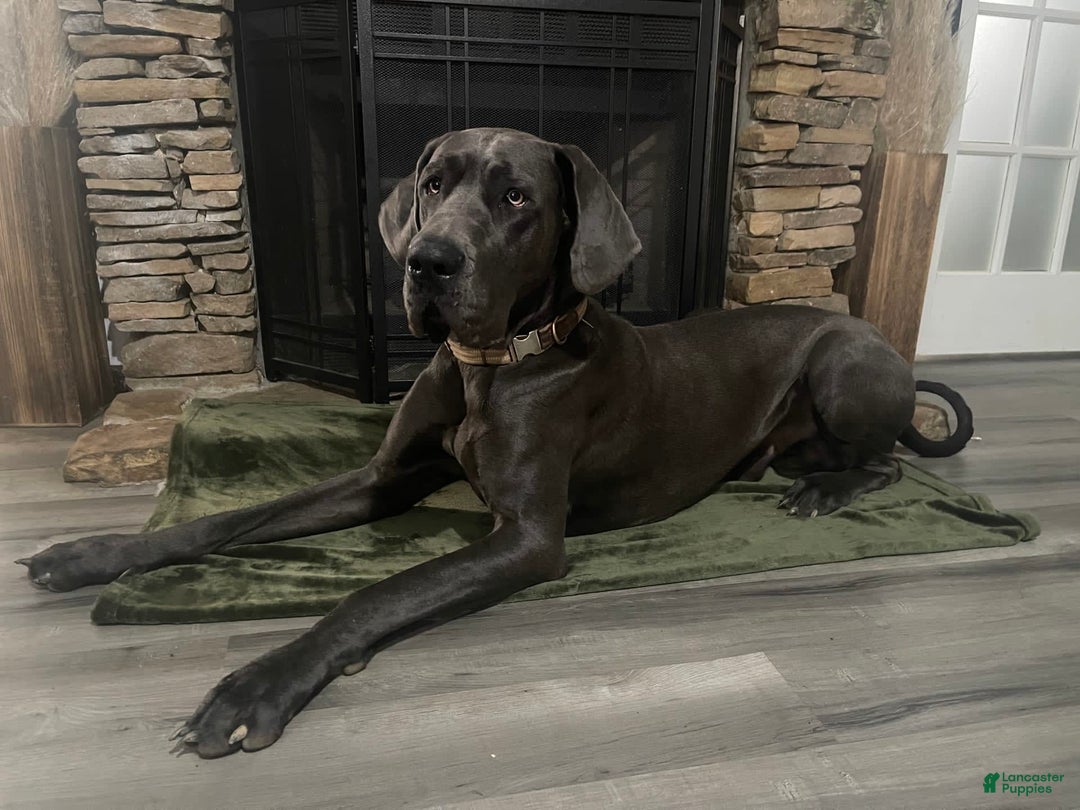 Gallery Image {{count}}