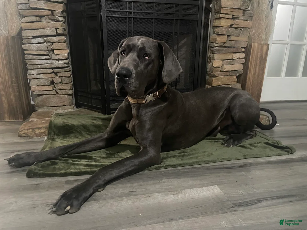 Gallery Image {{count}}