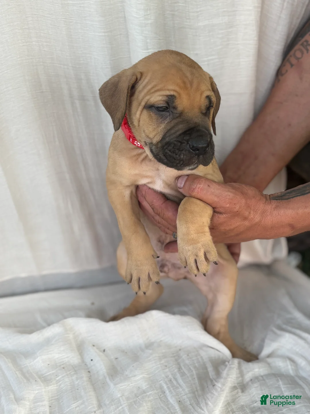 South African Boerboels dogs for sale: South African Boerboels Puppy 4 - Ad 2