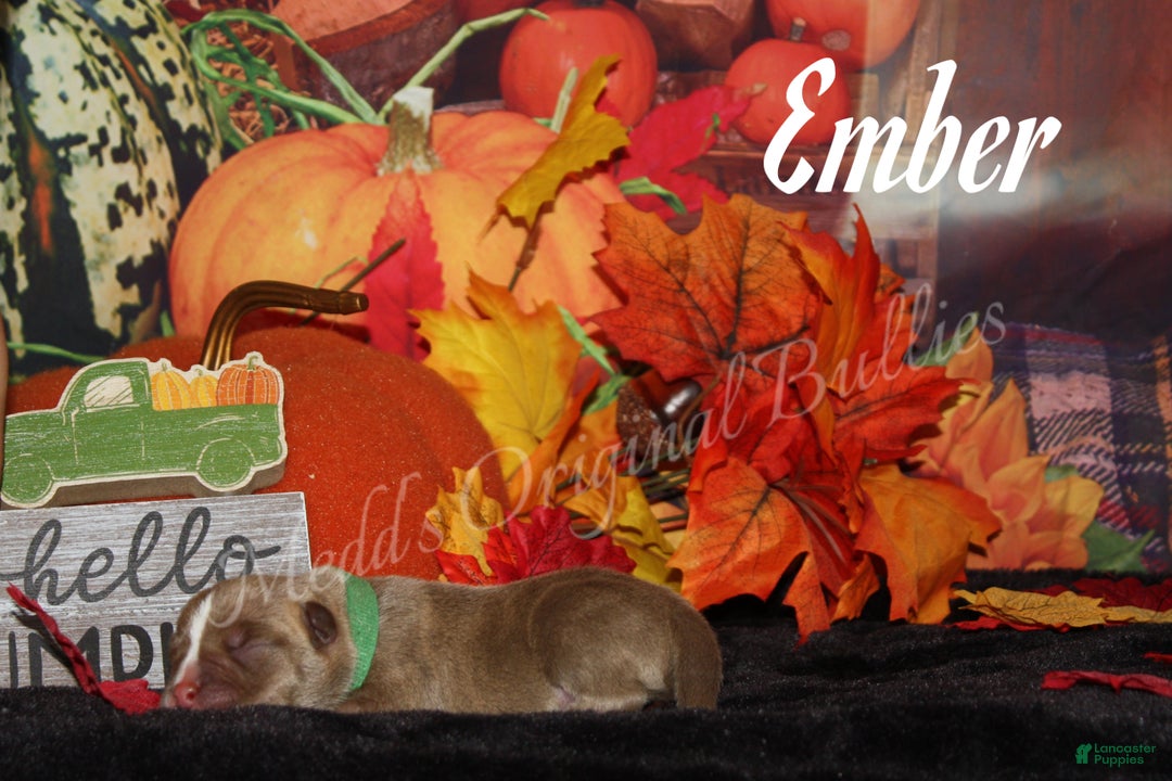 American Bully dogs for sale: Ember - Ad 4