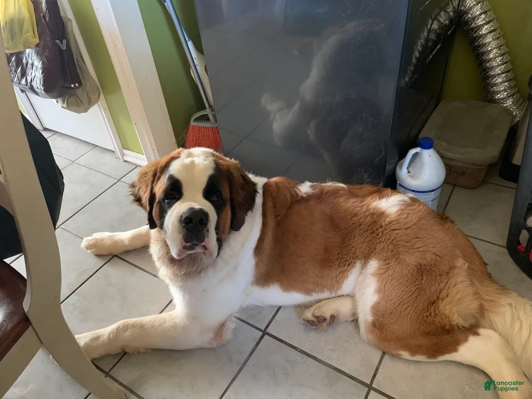 Gallery Image {{count}}