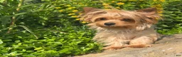Yorkshire Terrier dogs for sale: Mikey - Ad 6