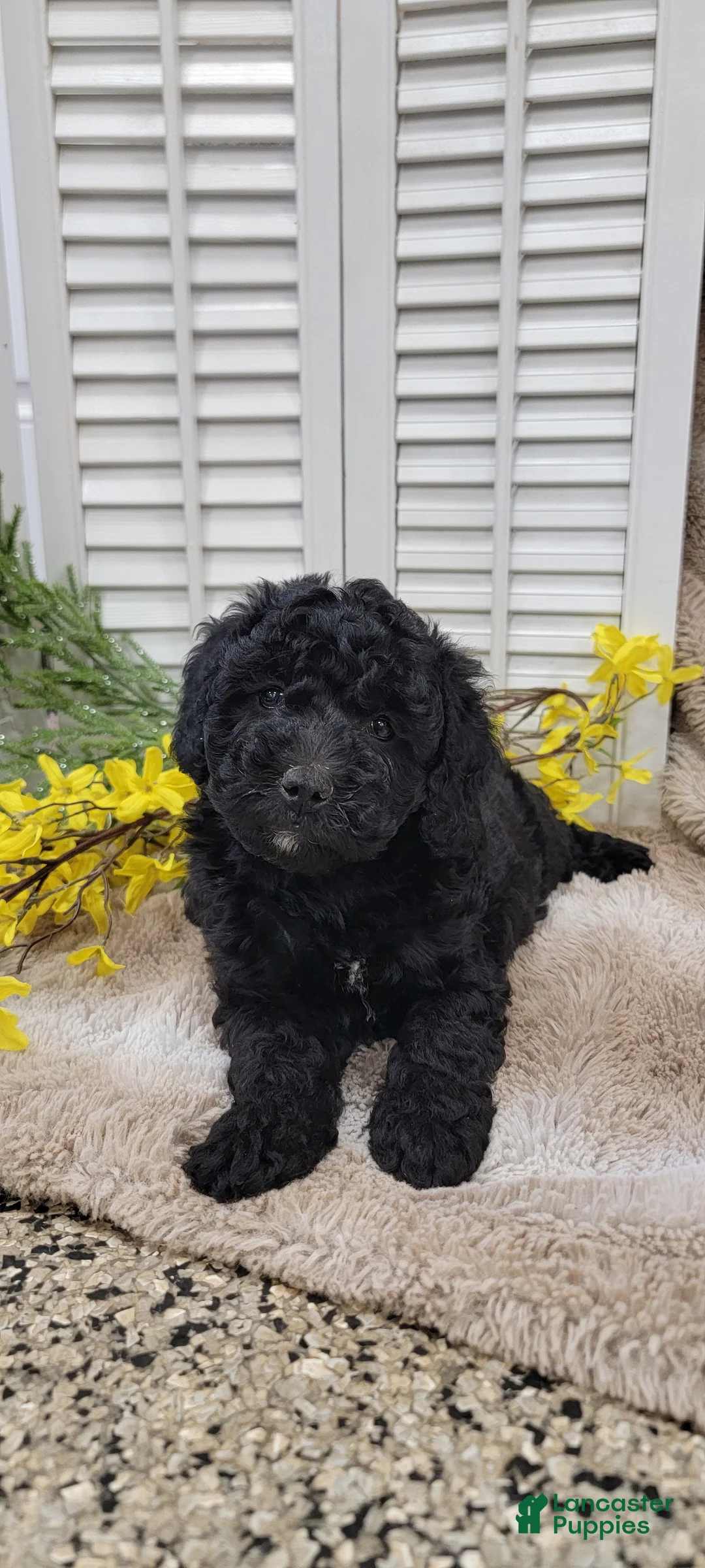 Cockapoo dogs for sale: JoJo - Ad 1