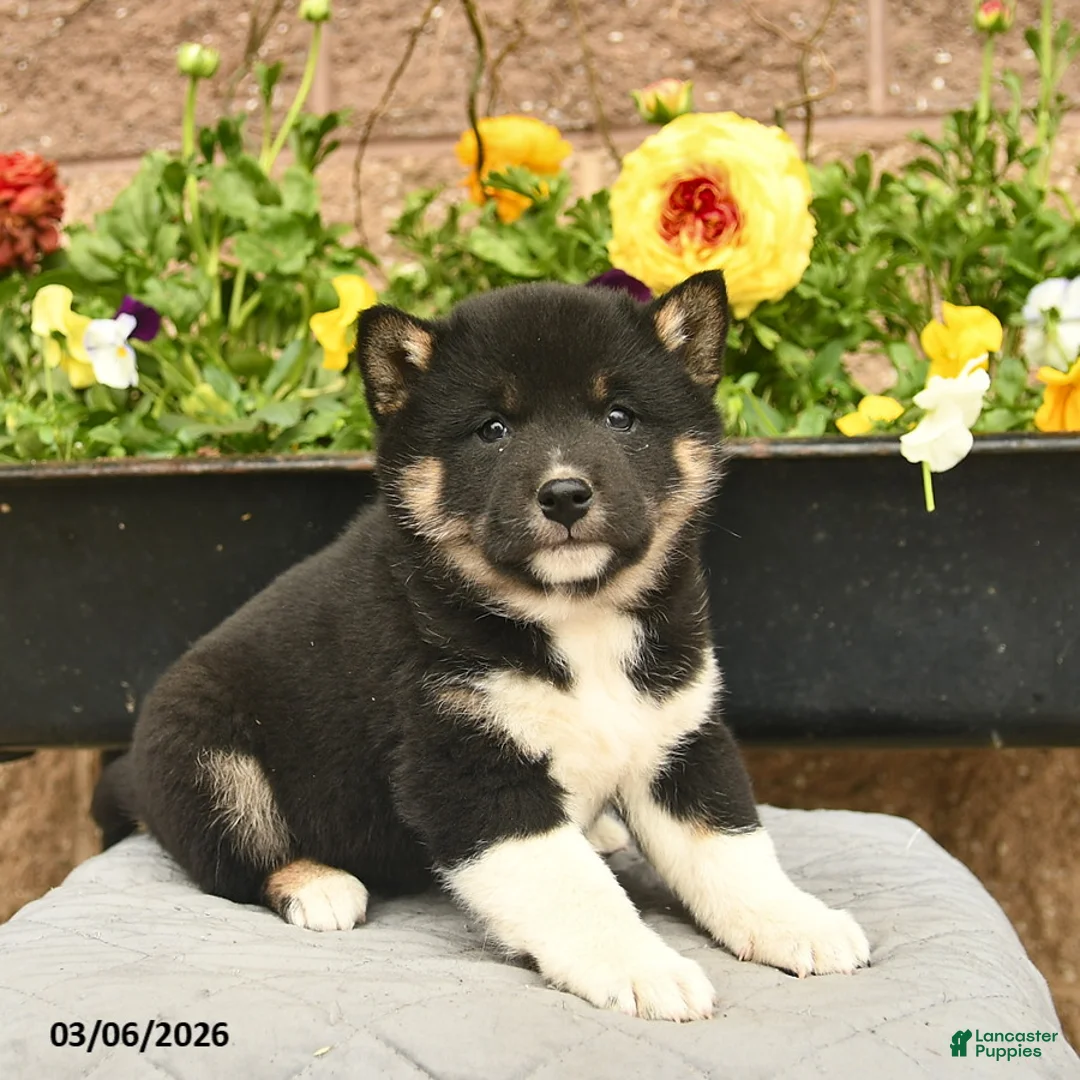Shiba Inu dogs for sale: Ivy  - Ad 1