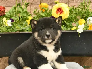 Shiba Inu dogs for sale: Ivy - Ad 3