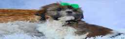 Shih Tzu dogs for sale: RUSTY - Ad 5