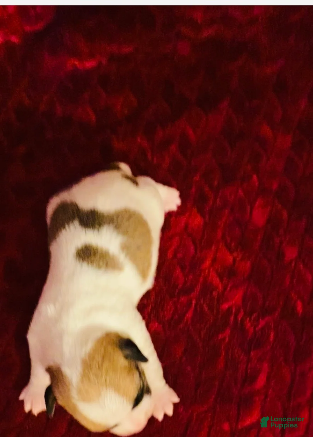 Jack Russell Terrier dogs for sale: Jack Russell Terrier Puppy 2 - Ad 2