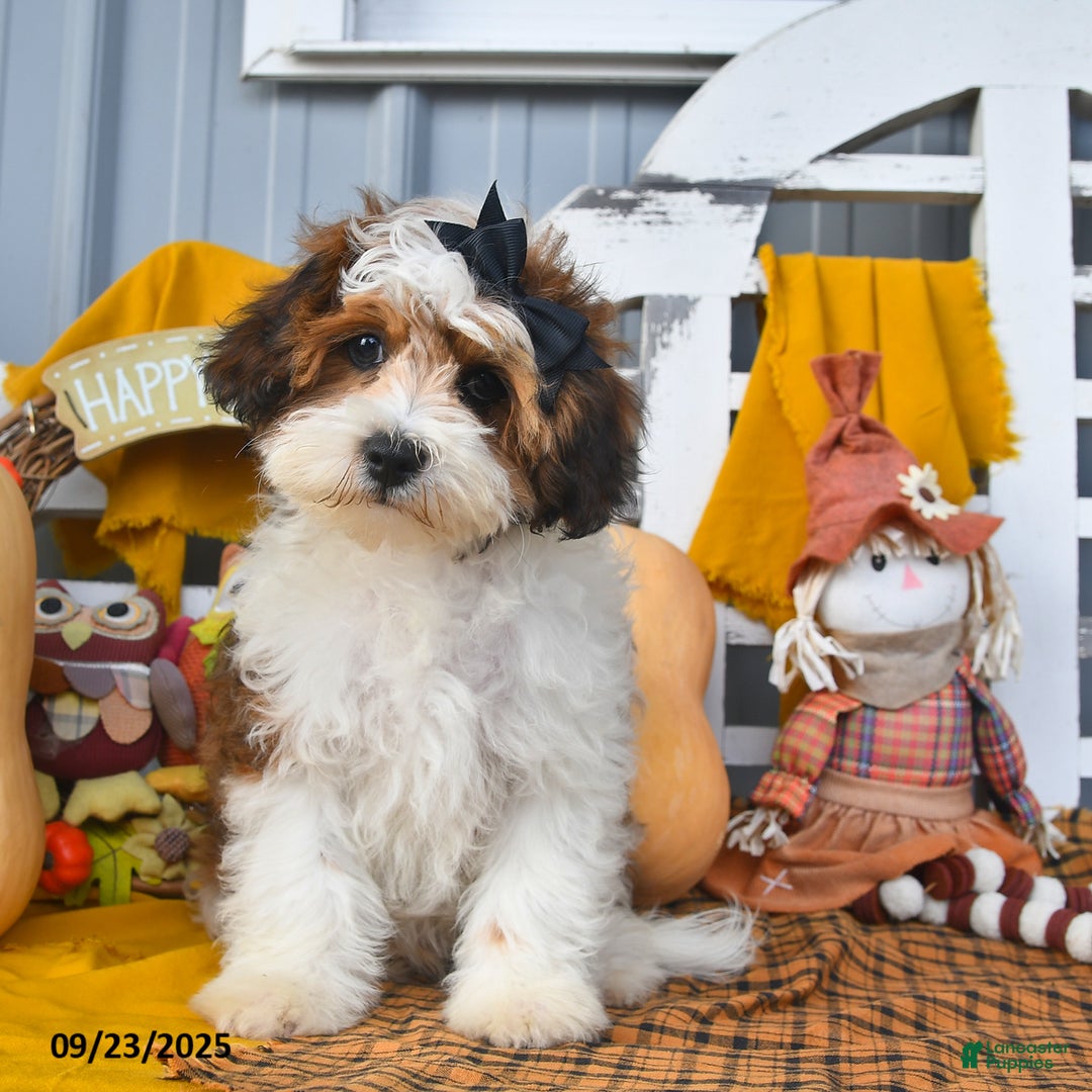 Lhasapoo dogs for sale: Lhasa Poo 3 puppies - Ad 21