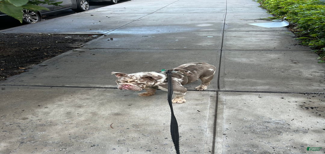 Gallery Image {{count}}