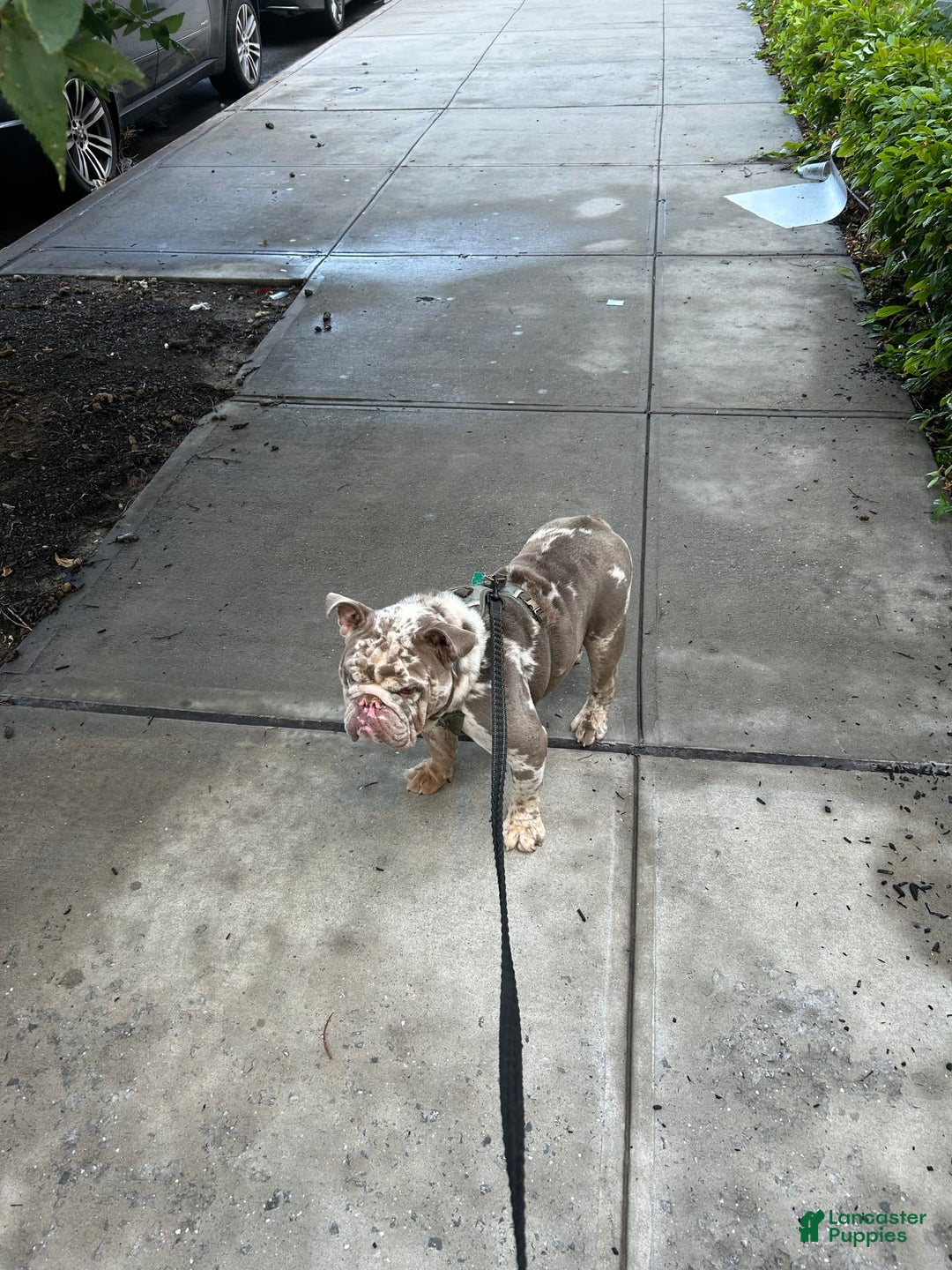 Gallery Image {{count}}