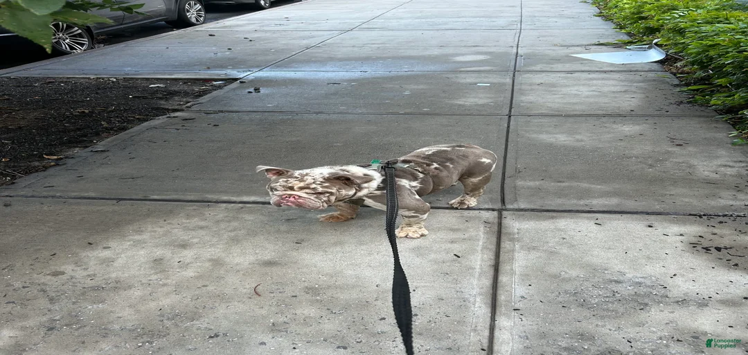 Gallery Image {{count}}