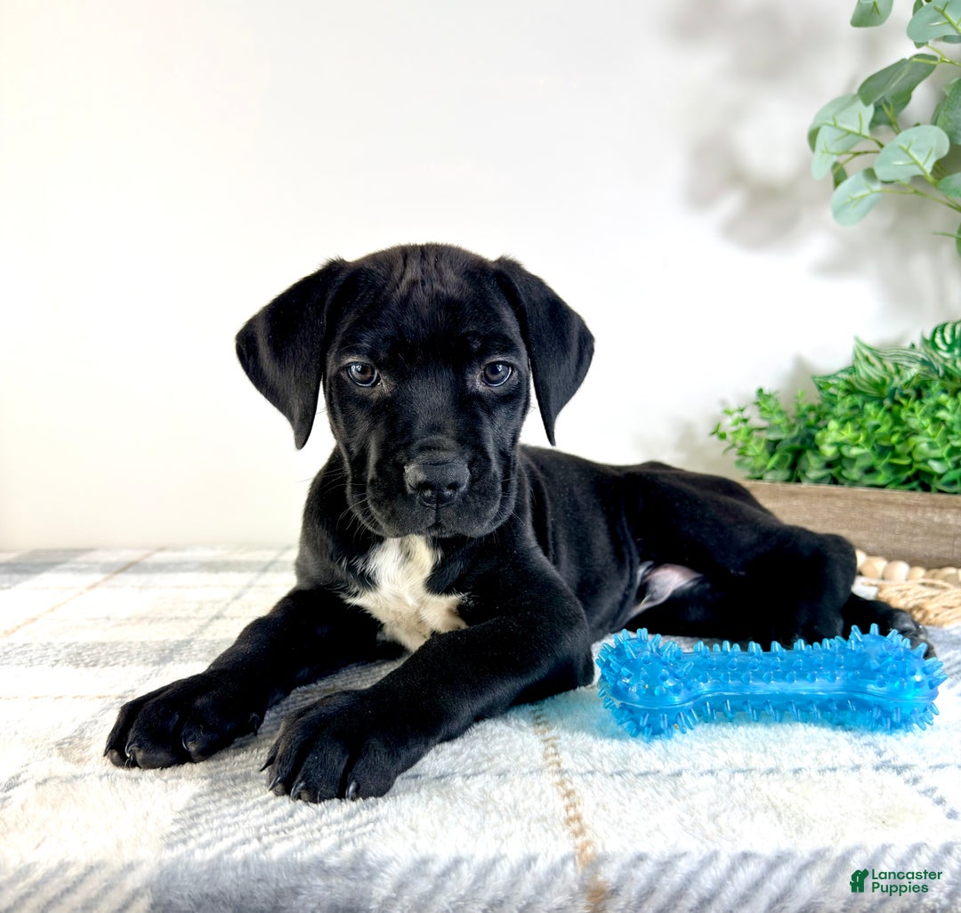 Cane Corso dogs for sale: Zeus - Ad 4