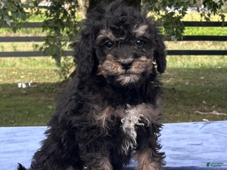 Mini Bernedoodle dogs - Ad 33