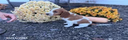 Welsh Springer Spaniel dogs for sale: Lemon - Ad 10