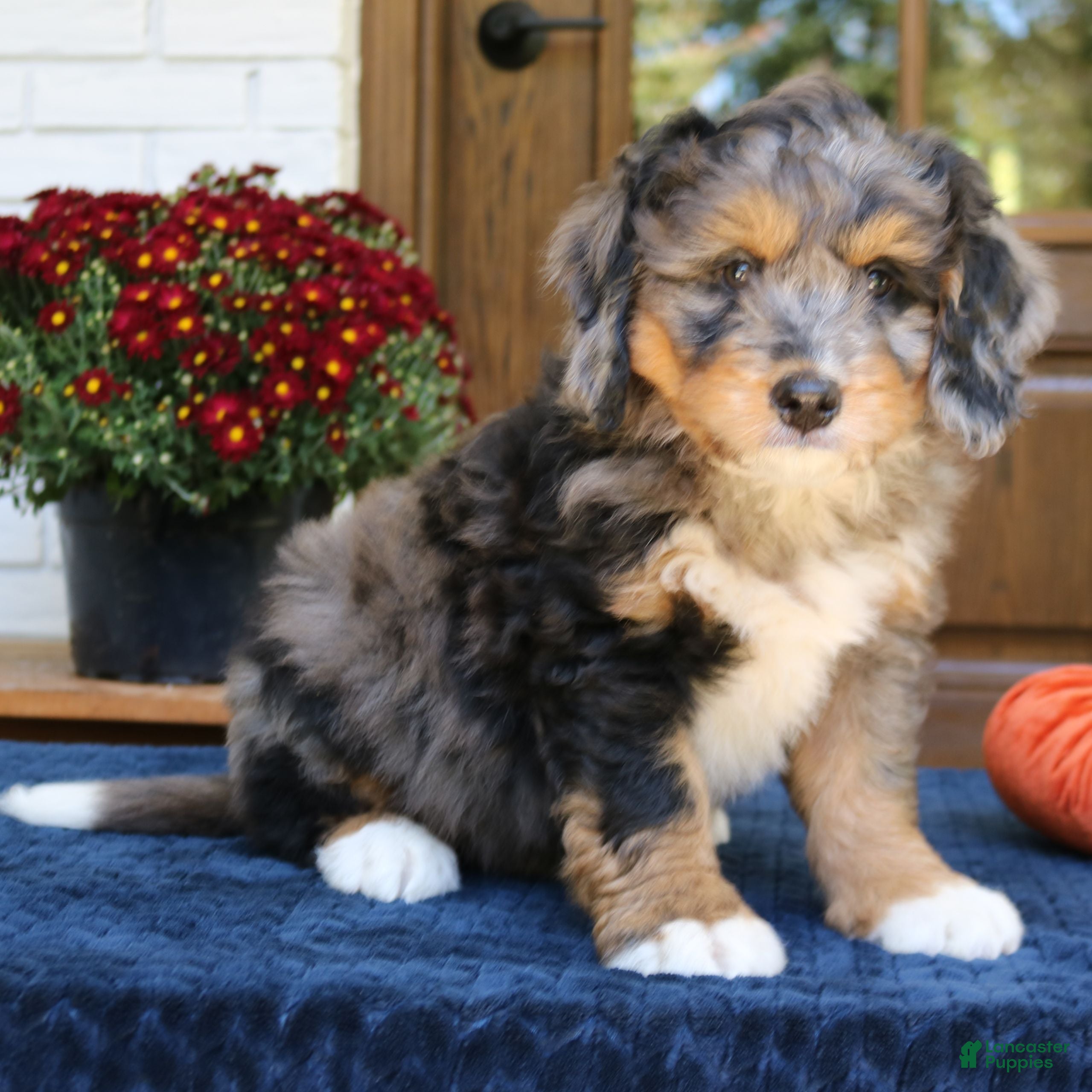 Mini Bernedoodle dogs for sale: Gus  - Ad 1