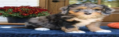 Gus 