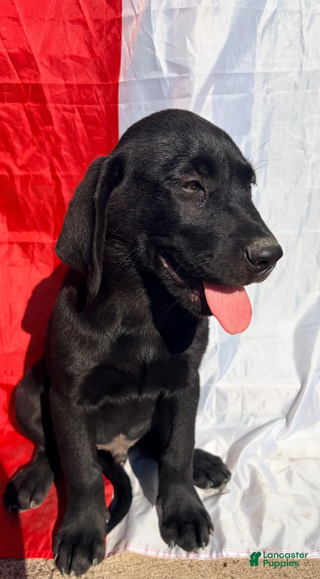 Labrador Retriever dogs for sale: Labrador Retriever 10 - Ad 2